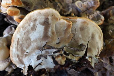 meripilus-giganteus5
