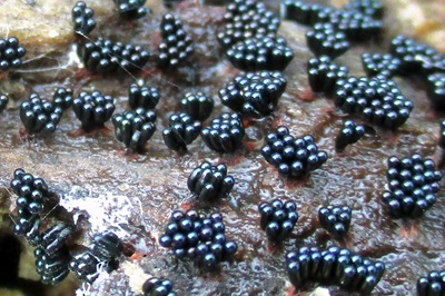 Metatrichia vesparia