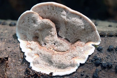 metuloidea-fragrans1