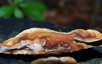 metuloidea-fragrans2