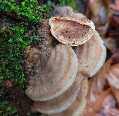 metuloidea-fragrans3