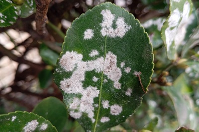 Microsphaera euonymi-japonici