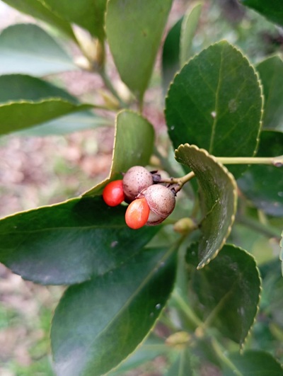 microsphaera-euonymi-japonici2