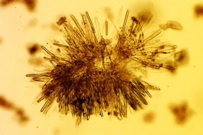 mollisia-cinerea10