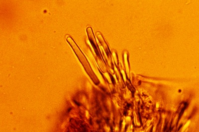 mollisia-cinerea11
