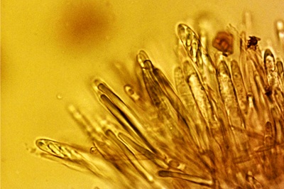 mollisia-cinerea9