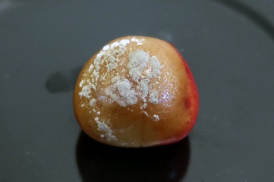 Monilinia fructigena