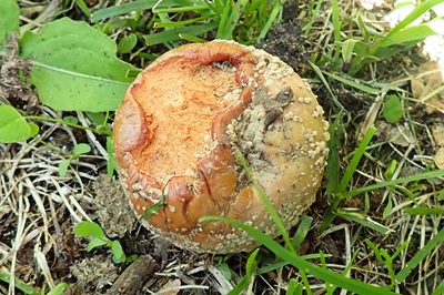 monilinia-fructigena1