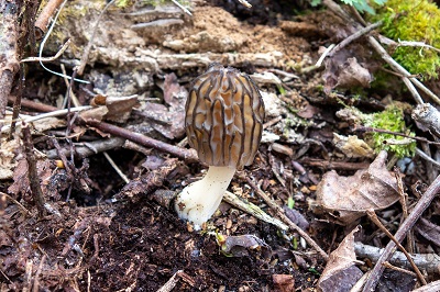 morchella-elata2