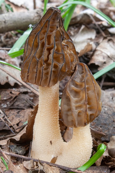 morchella-semilibera1