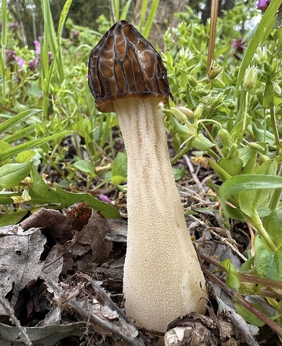 morchella-semilibera3