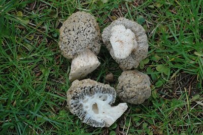 Morchella spongiola