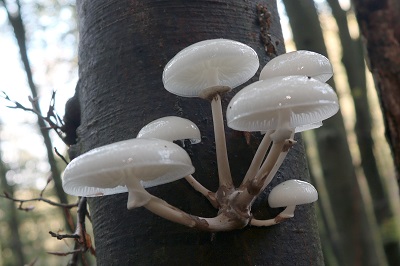Mucidula mucida