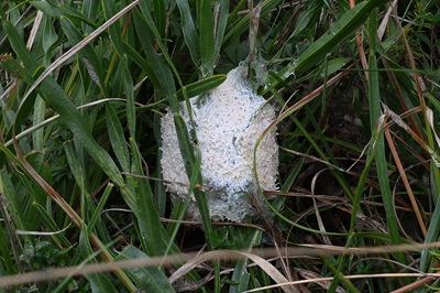 mucilago-crustacea2