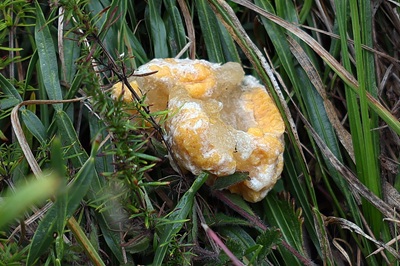 mucilago-crustacea3