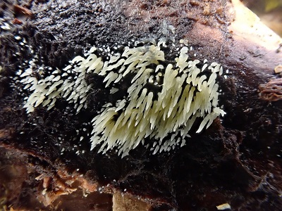 Mucronella calva