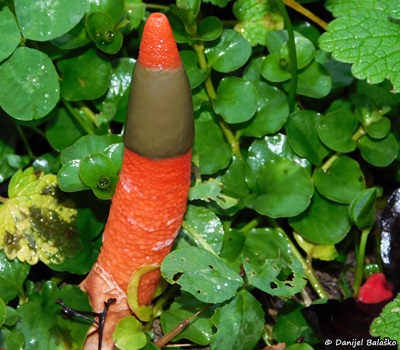 Mutinus elegans