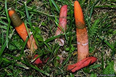 mutinus-elegans2