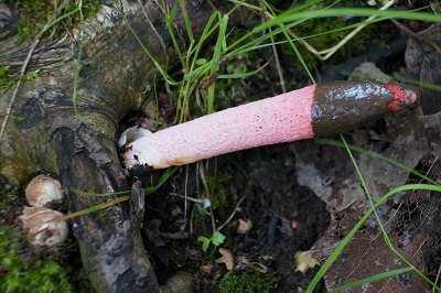 Mutinus ravenelii