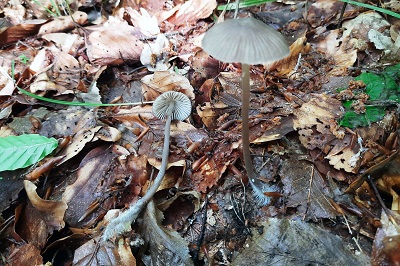 Mycena abramsii