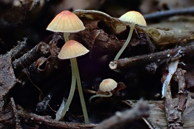 Mycena acicula