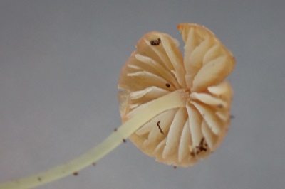 mycena-acicula1