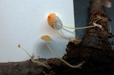 mycena-acicula3