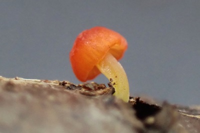mycena-acicula5
