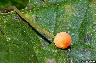 mycena-acicula6