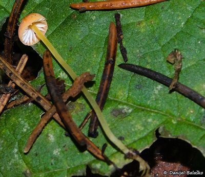 mycena-acicula7