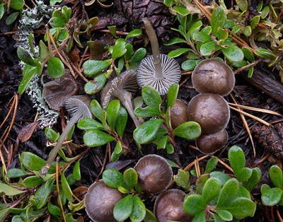 Mycena agrestis