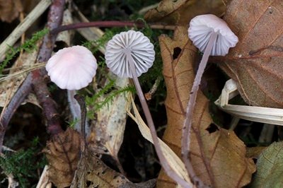 Mycena albidolilacea