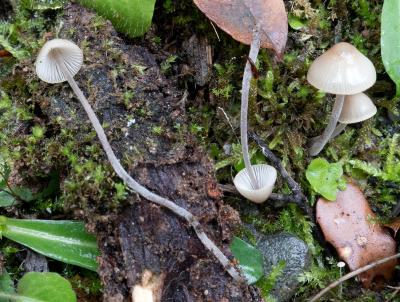Mycena amicta