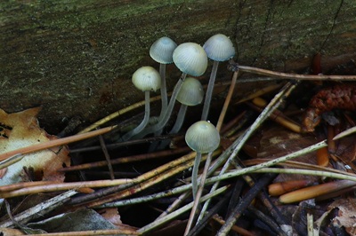 Mycena amicta