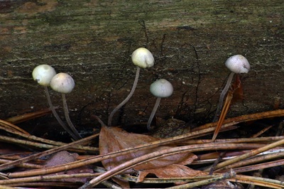 mycena-amicta1