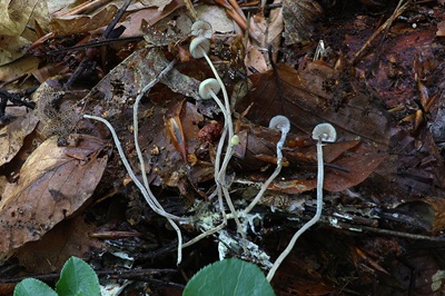 mycena-amicta2