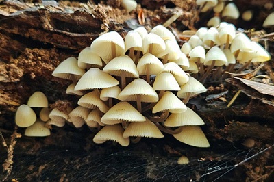 Mycena arcangeliana