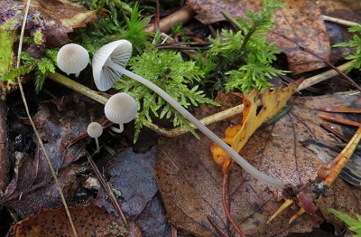 Mycena cinerella
