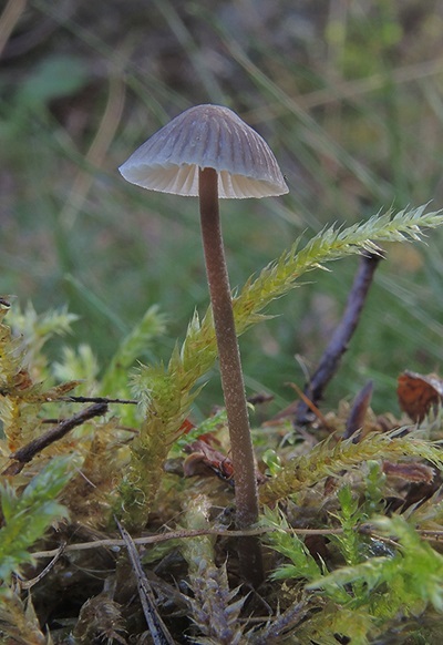 Mycena cretata