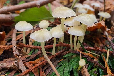 Mycena epipterygia