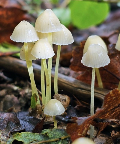 mycena-epipterygia1