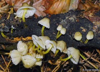 mycena-epipterygia2