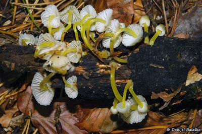 mycena-epipterygia3