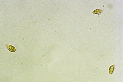 mycena-epipterygia9