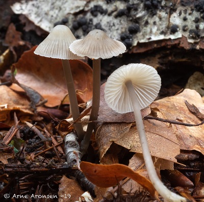 Mycena fagetorum