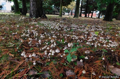 mycena-filopes3