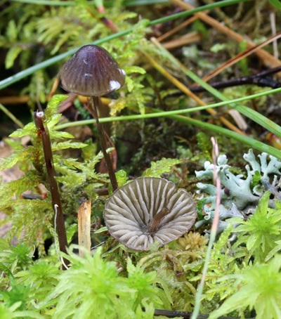 Mycena galopus var galopus