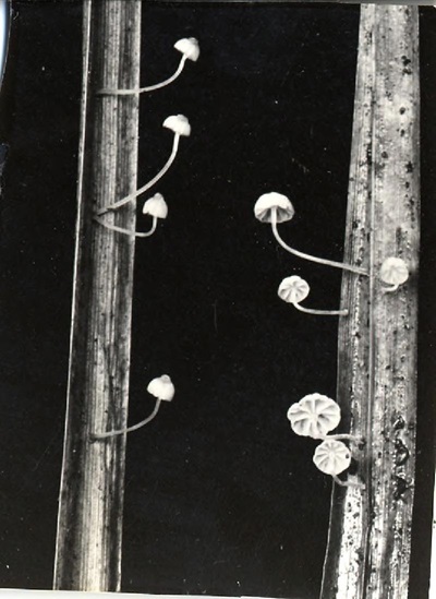 Mycena juncicola