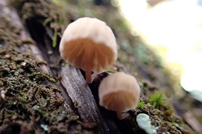 mycena-juniperina1
