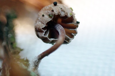 mycena-juniperina2